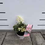 Hortenzia metlinatá (Hydrangea paniculata) ´GROUNDBREAKER® BLUSH´ by LIVING CREATIONS®´ - výška 20-30 cm, kont. C1.5L
